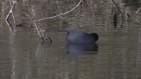 Coot on a lake (preening itself) Stock Footage 261871962