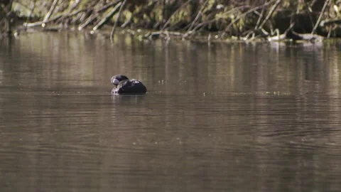 Coot on a lake in spring Stock Footage 261801944