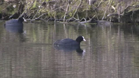 Coot on a lake in spring Stock Footage 261871897
