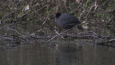 Coot on a lake in spring (stretches itself) Stock Footage 261872051