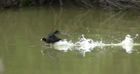 Coot landing Stock Footage 281086464