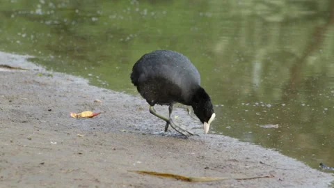 Coot looking for food 库存影片 90481788