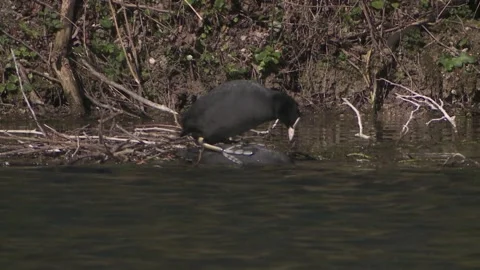 Coot mating on a lake in spring Stock Footage 262456815
