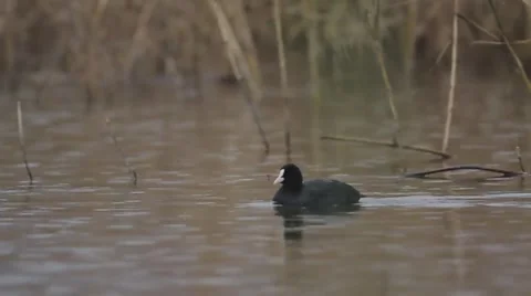 Coot migratory bird Stock Footage 47633718