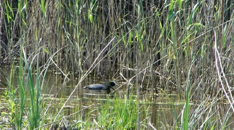 Coot in nature Stock Footage 35718919