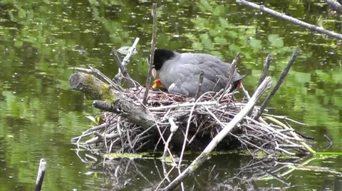 Coot on a nest with ducklings Video stock 11140678
