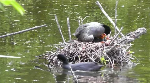 Coot on a nest with ducklings Stock Footage 11140679