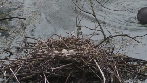 Coot nest with eggs in spring Stock Footage 263876883