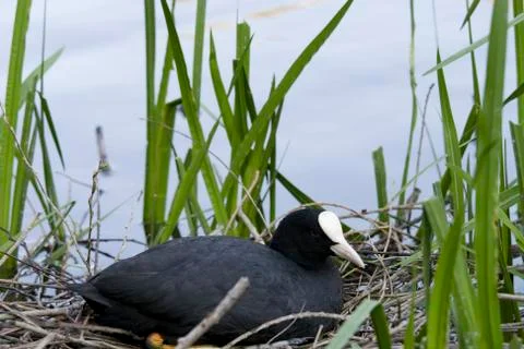 Coot on nest Stock Photos