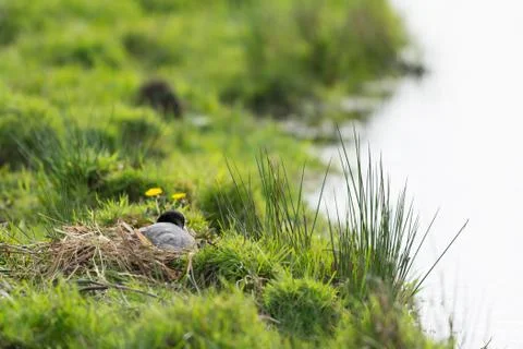 Coot on nest Stock Photos