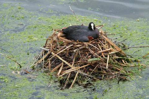 Coot Nest. Stock Photos