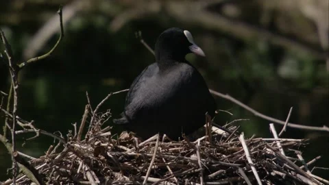 Coot on a nest in springtime Stock Footage 262743725