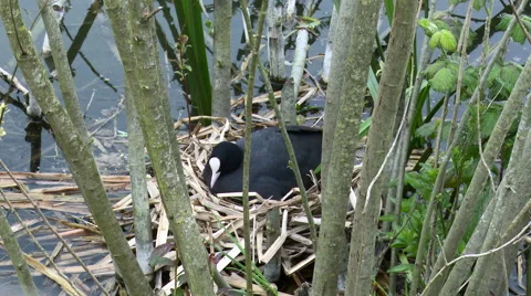 Coot on nest turning her eggs. 스톡 동영상 63391974