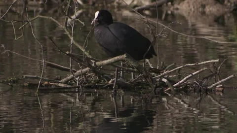 Coot at the nest on the water Stock Footage 262456790