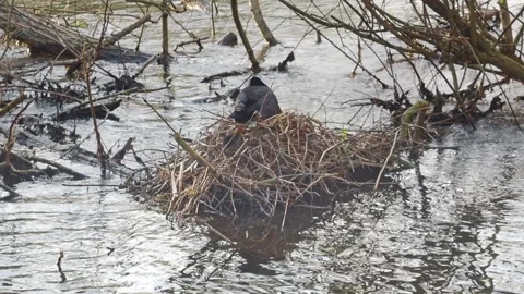 Coot nest with young chicks, chick climbing into nest and falling out again 스톡 동영상 239742420