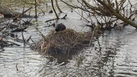 Coot nest with young chicks, chicks being fed on side of nest Stock-Footage 239743166
