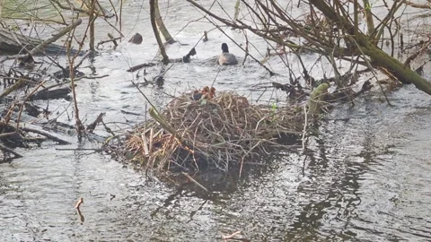 Coot nest with young chicks, one check being fed in water by parent 스톡 동영상 239744169