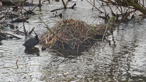 Coot nest with young chicks, one chick in water being fed by parent Stock Footage 239744905