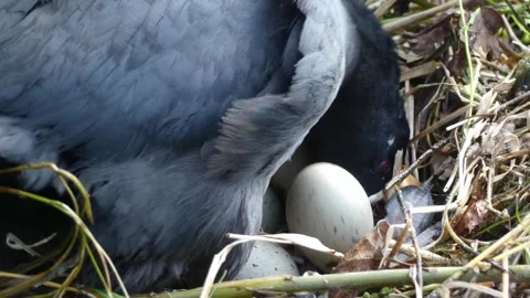 Coot Nesting Close-Up – 4K Detail of Egg Turning 스톡 동영상 320175843