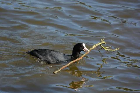 Coot nesting Stock Photos