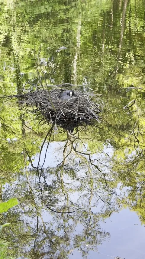 Coot nesting on a water edge at golden hour Stock Footage 341292950