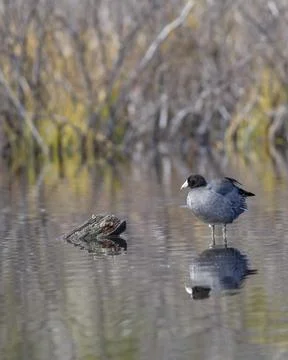 Coot perched on submerged log. Stock Photos