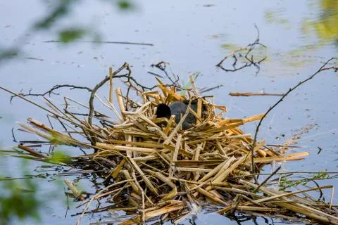 Coot Stock Photos