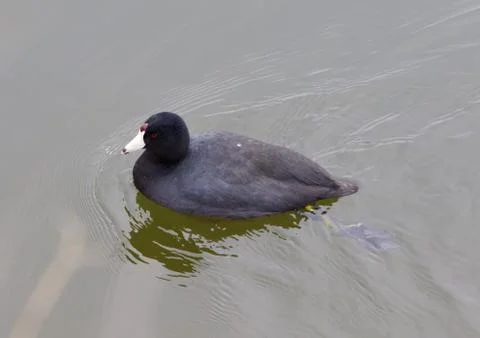 The coot Stock Photos