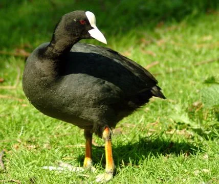 Coot Stock Photos