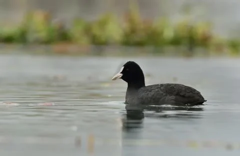 Coot Stock Photos