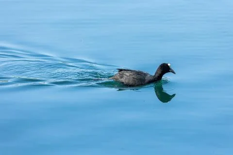 Coot Foto stock