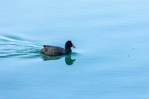 Coot Stock Photos