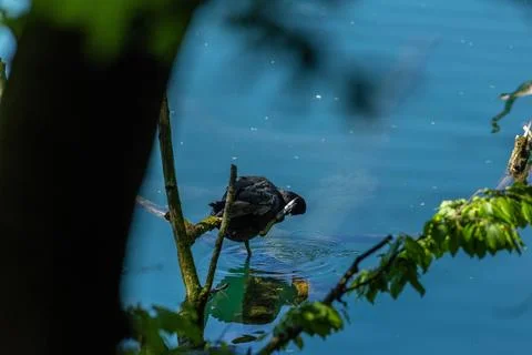 Coot Stock Photos