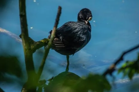 Coot Stock Photos