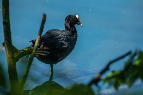 Coot Foto stock