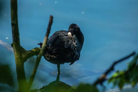 Coot Stock Photos