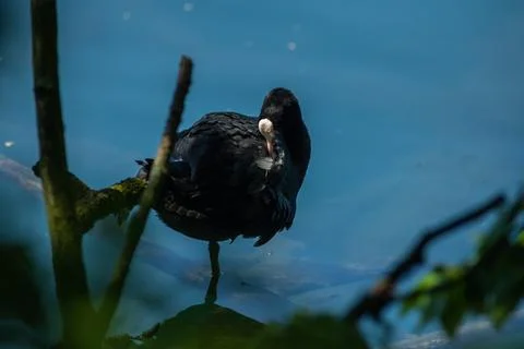 Coot Foto stock