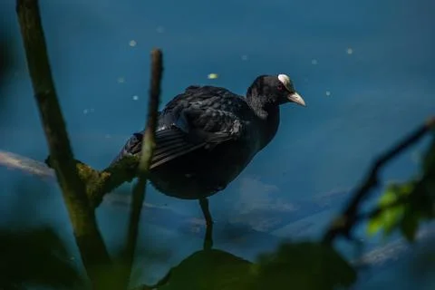 Coot Stock Photos