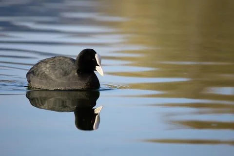 Coot Stock Photos