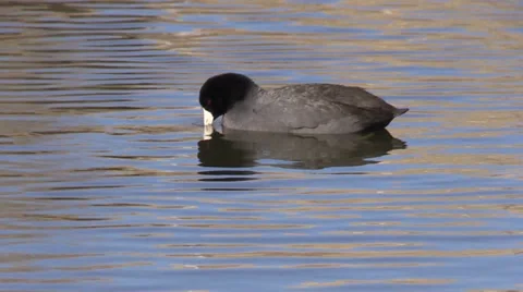 Coot on Pond Vídeos de archivo 33738518