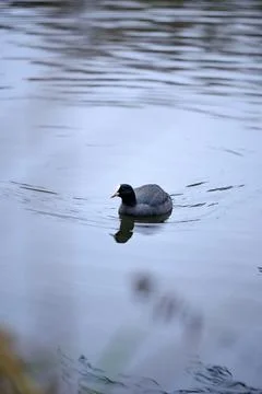 A coot on the pond Stock-Fotos