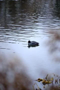 A coot on the pond Stock Photos