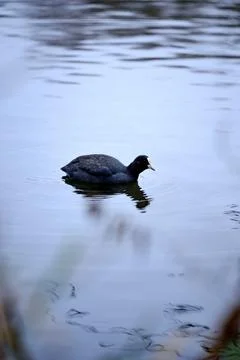 A coot on the pond Stock Photos