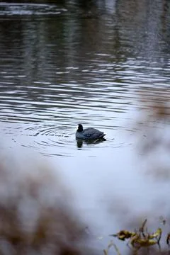 A coot on the pond Stock-Fotos