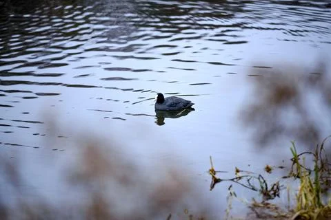 A coot on the pond Stock Photos