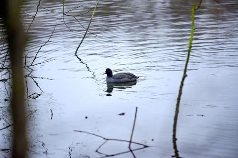 A coot on the pond Stock Photos