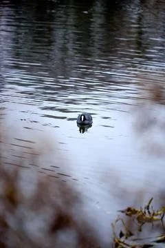 A coot on the pond Stock Photos