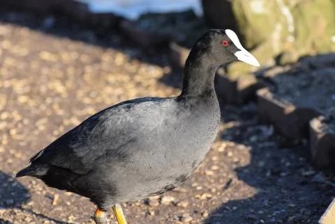 Coot portrait Stock Photos