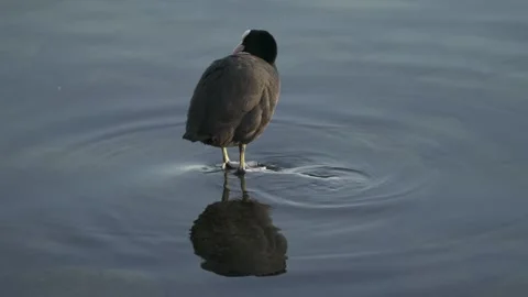 Coot preening on calm water with reflection Stock Footage 331039462