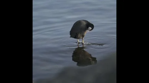 Coot preening on calm water with reflection Stock Footage 331039475